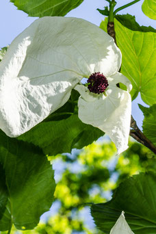 Davidia involucrata