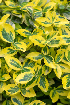 Euonymus fortunei 'Emerald 'n Gold'