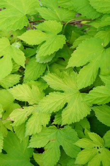 Humulus lupulus 'Aureus'