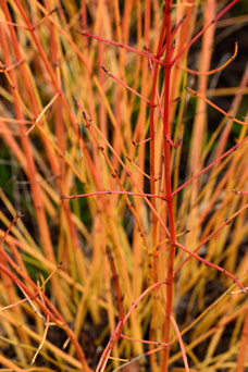 Cornus sanguinea 'Winter Beauty'