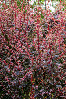 Berberis thunbergii 'Atropurpurea'