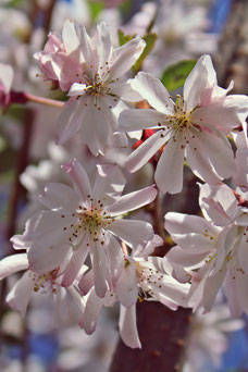 Prunus subhirtella 'Autumnalis'