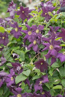 Clematis 'Romantika'