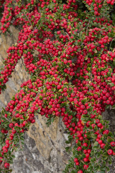 Cotoneaster horizontales