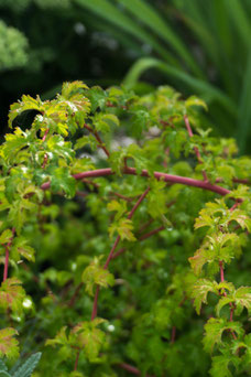 Stephanandra incisa 'Crispa'