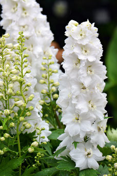 Delphinium 'Casa Blanca'