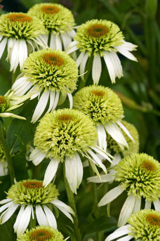 Echinacea purpurea 'Coconut Lime'