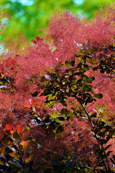 Cotinus coggygria 'Royal Purple'