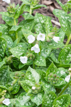 Pulmonaria officinalis 'Sissinghurst White'