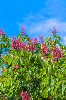 Aesculus carnea 'Briotii'