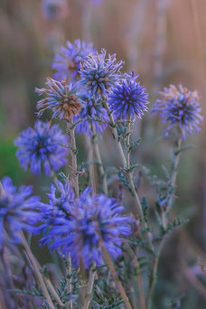 Jasione laevis 'Blaulicht'