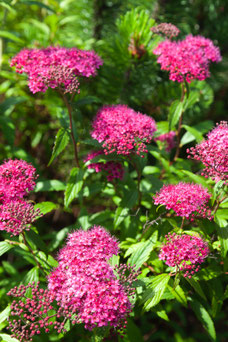 Spiraea japonica 'Genpei'