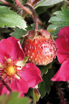 Fragaria 'Lipstick'