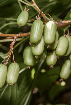 Actinidia kolomikta