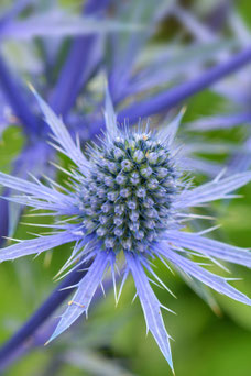 Eryngium planum