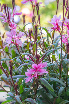 Gaura lindheimeri 'Crimson Butterflies'