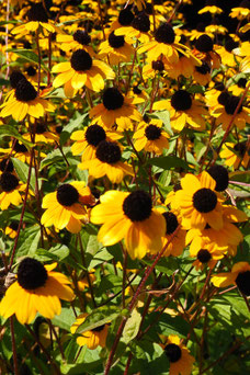 Rudbeckia maxima