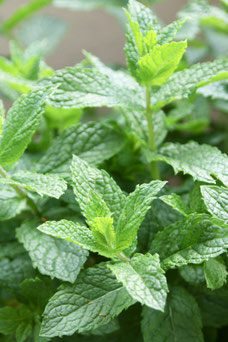 Mentha spicata 'Crispa'