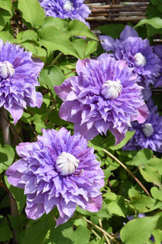 Clematis 'Multi Blue'