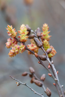 Myrica gale