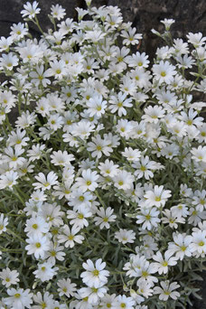 Cerastium tomentosum