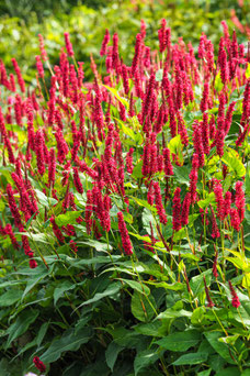 Persicaria amplexicaulis