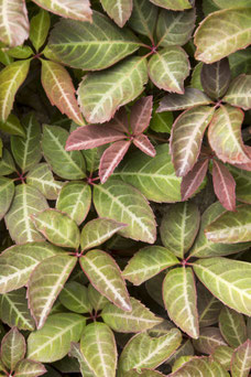 Parthenocissus henryana