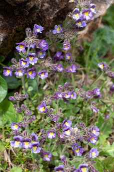 Chaenorrhinum organifolium 'Blue Dream'