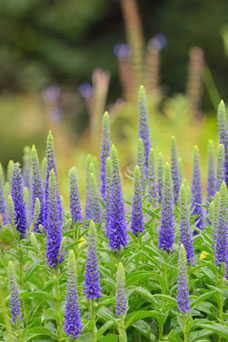 Veronica longifolia 'Blauriesin'