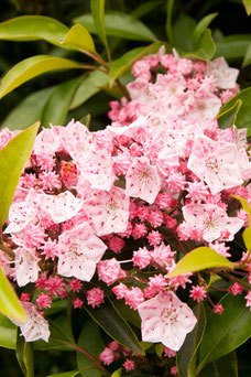 Kalmia latifolia