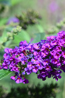 Buddleja 'Lilac Chip'