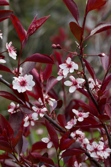 Prunus cistena