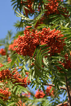 Sorbus 'Dodong'