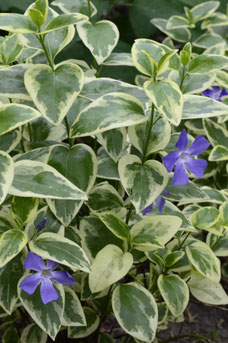 Vinca major 'Variegata'