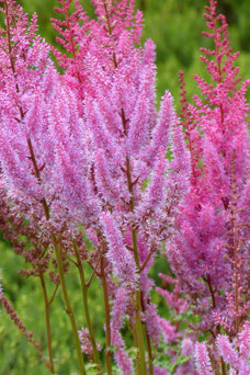 Astilbe chinensis 'Pumila'