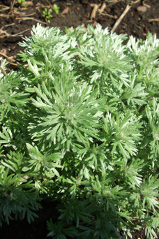 Artemisia Schmidtiana 'Nana'