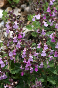 Teucrium chamaedrys 'Nanum'