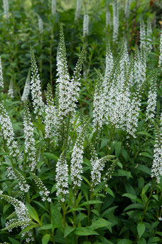 Lysimachia ephemerum