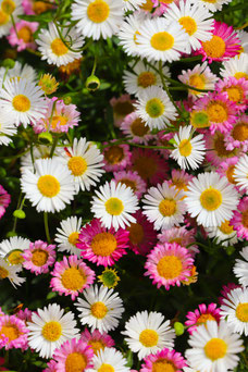 Erigeron karvinskianus