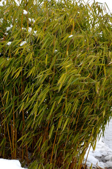 Fargesia murieliae 'Jumbo'