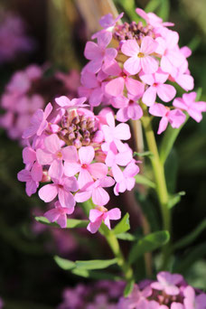 Aethionema armenum 'Warley Rose'