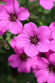 Geranium psilostemon