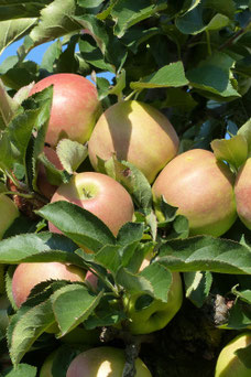 Malus domestica 'Jonagold'