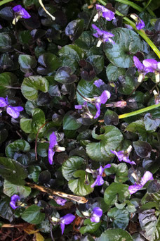 Viola labradorica