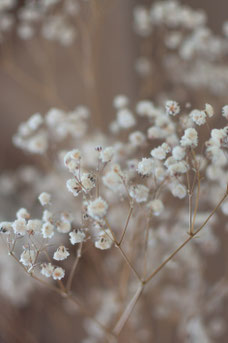 Gypsophila paniculata 'Bristol Fairy'