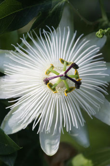 Passiflora 'Snow Queen'