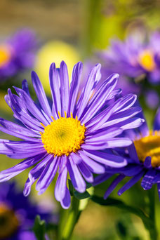 Aster alpinus 'Dunkle Schöne'