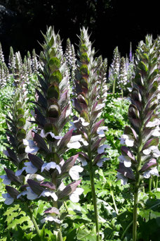 Acanthus mollis