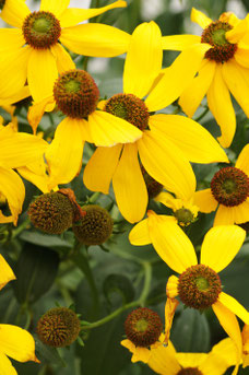 Rudbeckia nitida 'Herbstsonne'