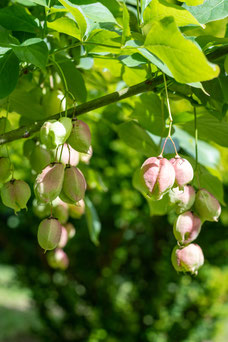 Staphylea pinnata